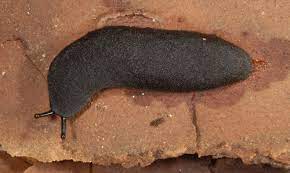 Slugs burrowing deep into the ground in summer are a sign of impending drought, and. Terresterial Slugs Of Florida