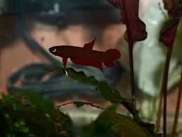 Male Betta Api Api From Indonesia Bettafish