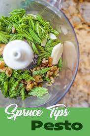 Spruce tip syrup and the muir cocktail. Spruce Tips Pesto Foraging Recipes Wild Food Foraging Foraged Food