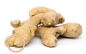 Ginger plant stock vectors, clipart and illustrations. Easy Way To Grow Ginger Root Indoors Empress Of Dirt