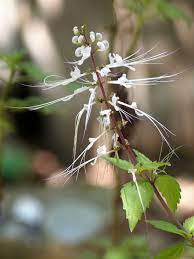 There are 1 misai kucing for sale on etsy, and they cost 7,84 $ on average. Orthosiphon Stamineus Wikipedia