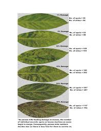 applied biological control research persea mite