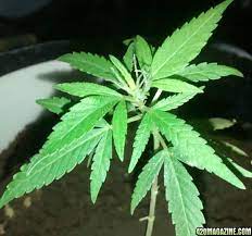 Thats gonna be some good ass white bud! Do These White Hairs Mean My Plant Is Starting To Flower 420 Magazine