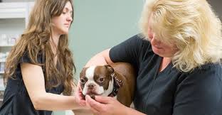Check spelling or type a new query. Emergency Vet In Sonora Ca Live Oak Veterinary Hospital