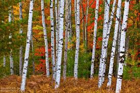 Birch Trees In Fall Photos White Birch Trees In Fall Michigan Photos Com White Birch Trees Birch Tree Aspen Trees