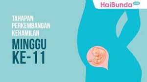 Maybe you would like to learn more about one of these? Tahapan Perkembangan Janin Minggu Ke 11