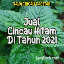 Kain batik bhn katun super poplin lbr 1,5 meter ada 3,8 meterrp150.000: Supplier Daun Cincau Hitam Tahun Ini Java Cincau Pacitan Jatim