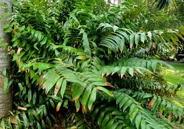 Image result for Zamiaceae