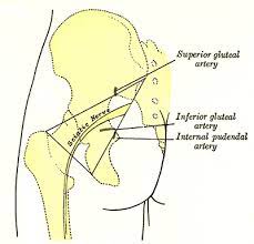Maybe you would like to learn more about one of these? Surface Markings Of The Lower Extremity Human Anatomy