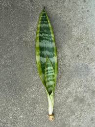 100均のサンセベリア 裸苗 はじめての 100均 サンセベリア 園芸