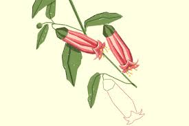 We did not find results for: Keen To Plant Natives Start With These Seven Abc Everyday