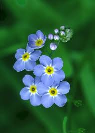 How To Grow Forget Me Nots At Home In A Pot Hunker Pretty Flowers Beautiful Flowers Flower Pictures