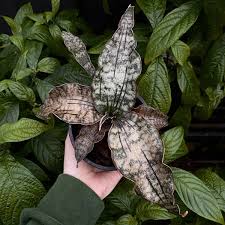 Image result for Vernonia kirkii