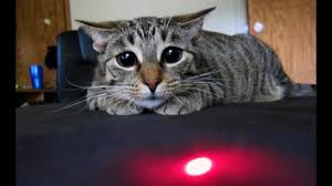 They're not so good, however, for your dog. Cats Vs Laser Pointers Compilation Youtube