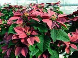 New Poinsettia Colors The Maroon Bracts Of The Plum Pudding Poinsettia Has Made It An Poinsettia University Extension Mississippi State University
