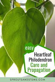 Heart leaf philodendrons thrive best in a low light condition. How To Care For And Propagate Heartleaf Philodendron Heartleaf Philodendron Care Philodendron Care Heartleaf Philodendron