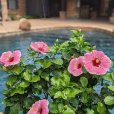 Image result for Hibiscus meyeri