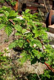 Im frühjahr oder im herbst? Herbsthimbeeren Zuruckschneiden So Geht S