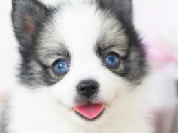 No teacup puppies or dogs of this breed for sale or they don't exist. Teacup Pomsky Puppies For Sale Tiny Teacup Pomsky For Sale