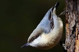 Small Bird With Red Spot On Head Pygmy Nuthatch Whatbird Com Nuthatch Black Bird Eye Black