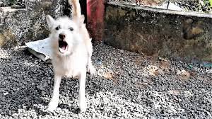Is This Dog Friendly Or Angry Barking And Wagging Tail Simultaneously Youtube