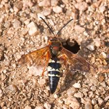 While wasps do come back, they usually only remain around their old destroyed nest site for a few hours before realizing their nest is gone. It S Big But It S Not A Murder Hornet Agrilife Today