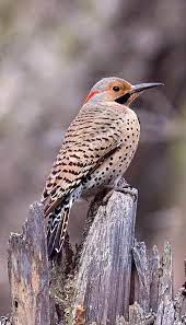 Find & download the most popular flicker vectors on freepik free for commercial use high quality images made for creative projects. Northern Flicker Minnesota Breeding Bird Atlas