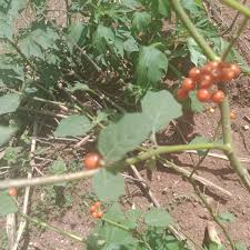 Image result for Solanum litoraneum