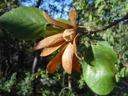 Image result for Monotes