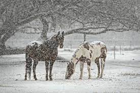 How Do Wild Horses Survive North American Nature