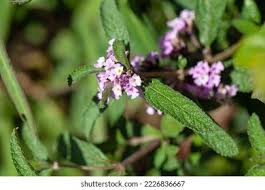 Image result for Hypoestes triflora