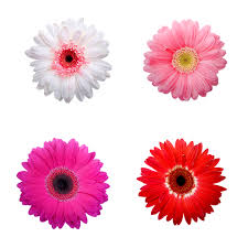 La semplicità che da sempre è legata a questo piccolo fiore di campo, non ha la margherita è una pianta erbacea perenne che cresce spontaneamente nei prati ed appartiene alla. Margherite Fiori Gerbera Immagini Gratis Su Pixabay