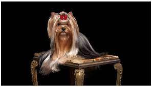 We also carry morkie (half yorkie, half maltese) puppies. Las Vegas Yorkie Puppy Breeder Gorjesspets