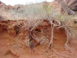 How to grow dragon fruit. Cactus Archives Wild About Utah
