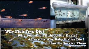 Why Fish Fry S Die How To Save Them 4 Reason Why Baby Fishes Die Youtube