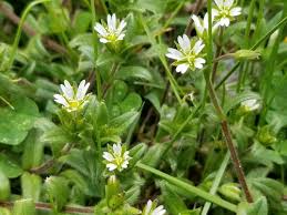 It helps battle infection, viruses, and has even been shown to help fight cancer. Weed Identification Help Trying To Find Rabbit Safe Plants Bonus Id