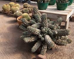 Sure, we're fickle, but our food's still great!. At The Exotic Cactus Ranch T Or C Arthouse Photography