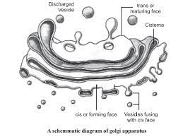 What is the golgi apparatus and its function. Golgi Apparatus And Its Functions