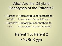 Example solves a two trait (two factor) test cross which can then. Heredity And Genetics Part Two Dihybrid Crosses Two