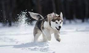 Siberian Husky Breed: Characteristics, Care & Photos | BeChewy
