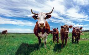 Governo espanhol apoia projeto de carne cultivada com US$ 6,3 milhões