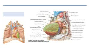 Learn vocabulary, terms and more with flashcards, games and other study tools. Corazon Anatomia Corazon Udocz