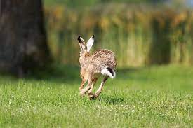 Und würde sie buddeln lassen :o) aber, wenn du sie nicht da haben willst. Wilder Hase Im Garten Was Tun Ein Zuhause Bieten Oder Vertreiben