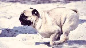 Best food for pug puppies: The Best Food For An Obese Pug