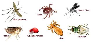 Symptoms that indicate the presence of ear mites — such as head tilting, head rubbing, and ear residue — may actually indicate an ear infection. Fleas Ticks Harvest Mites Facts Treatments Bestvetcare Com