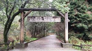8 Boardwalks Near San Francisco That Will Make Your Summer Awesome Muir Woods National Monument Muir Woods Monument National Park