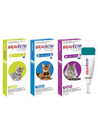 » cat licking where i've just put flea treatment! Bravecto Ticks Fleas Mites Control In Cats Cooper K Brands
