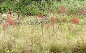 Image result for Aristida diffusa