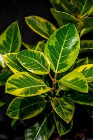 Image result for Ficus conraui
