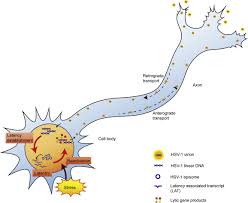 Herpes infections are very common. Disturbed Yin Yang Balance Stress Increases The Susceptibility To Primary And Recurrent Infections Of Herpes Simplex Virus Type 1 Sciencedirect